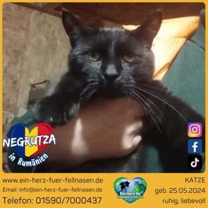 Negrutza   ein kleiner Engel auf der Suche nach einem großen Herzen