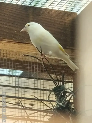 Stieglitz Major Henne Schecke Weiß