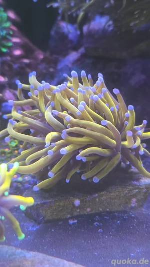 Euphyllia 24k Meerwasser Korallen meerwasseraquarium 