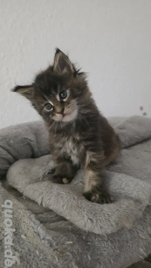 Maine Coon Weibchen Black Torbie
