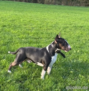 Miniature Bullterrier tricolor Deckrüde