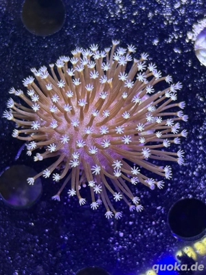 pilzlederkoralle meerwasser aquarium