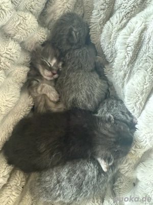 Katzenbabys BKH Mix