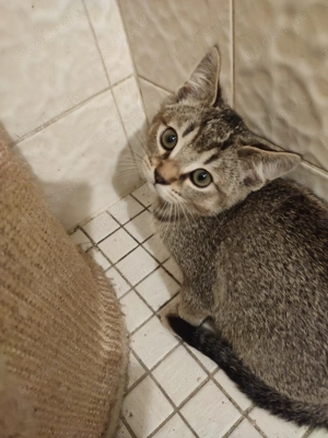 Kitten Männchen sucht ein Zuhause  Bild 2