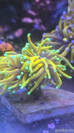 Euphyllia golden torch Meerwasser Korallen Meerwasseraquarium 