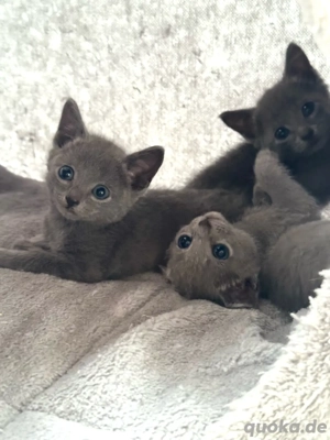 Reinrassige Russisch Blau Kitten mit Stammbaum