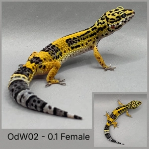 Leopardgecko Bild 8