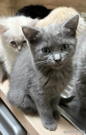 Bkh-Radoll mischlinge