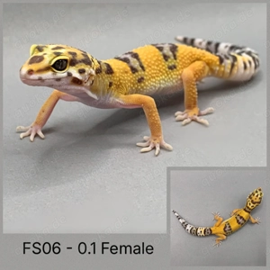 Leopardgecko Bild 3