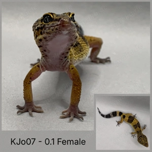 Leopardgecko Bild 6