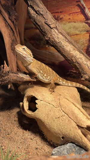 Reptilien-, Wirbellosen- und Amphibienaufnahme