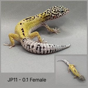 Leopardgecko Bild 4