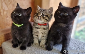 Wunderschöne Reinrassige BKH Kitten 