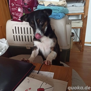 Süße Lina(2 J,30 cm,8 kg) sucht liebevolle Hundefreunde 