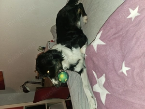 Australian shepherd März geboren 