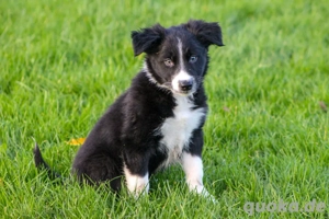 ISDS FCI Border Collie Rüde UK