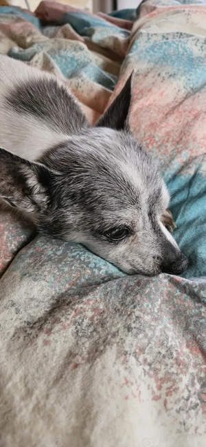 Hundeliebhaber sucht treuen Begleiter 