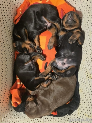Dobermann Welpen Reinrassig