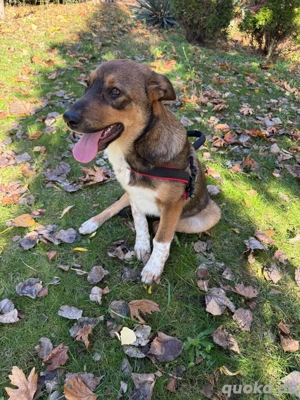 Vita, ein lieber weiblicher Welpe