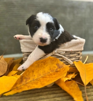 Border Collie Welpen mit Papieren
