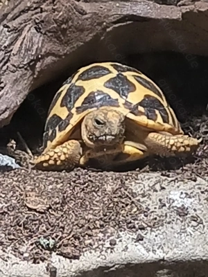 Sternschildkröten Geochelone elegans 