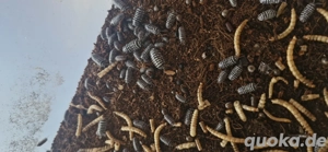 Armadillidium maculatum "Zebrarollasseln"