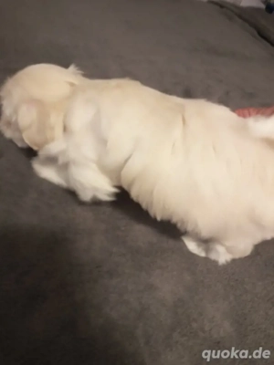 Bichon Malteser Bild 3