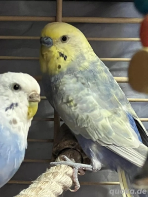 Wellensittich-Paar zu verkaufen (männlich & weiblich)
