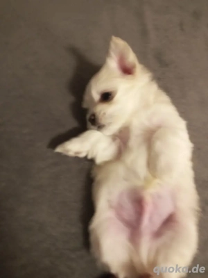 Bichon Malteser Bild 2