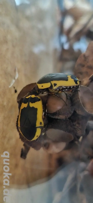Pachnoda Sinuata, Afrikansischer Fruchtkäfer mit Terrarium