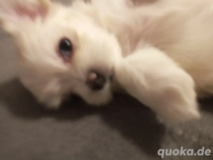 Bichon Malteser Bild 4