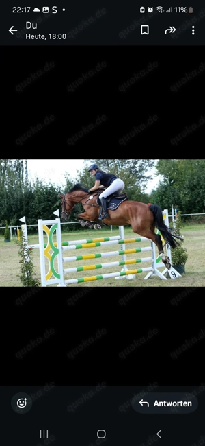 Eleganter Wallach zu verkaufen  Dressur  Springen 