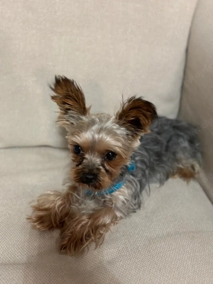 Liebevoller mini Yorkshire 