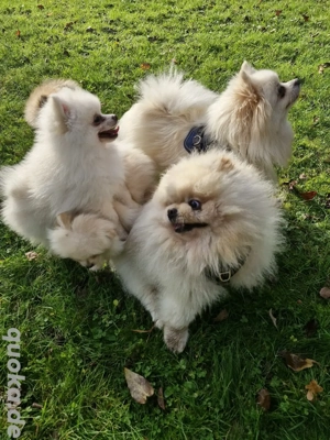 Drei süße Welpen Bärchen Pommernien Zwergen Spitz 
