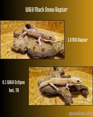 Leopardgecko Nachzuchten 2026 Bild 5