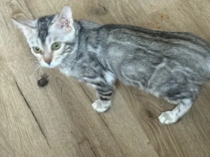 Bengal  Mädchen Silber 6 Monate Reinrassig 