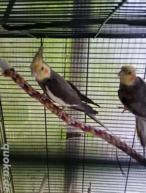 männlich Nymphensittich 