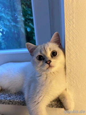 Reinrassige BKH Katze mit blauen Augen, 9 Monate alt und nicht kastriert