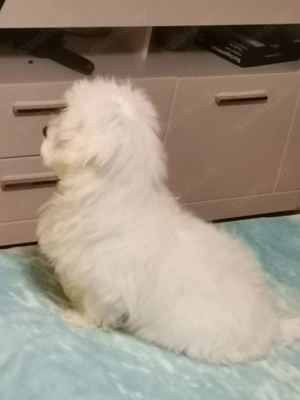 Malteser Welpe Rüde   4 Monate   geimpft & gechipt