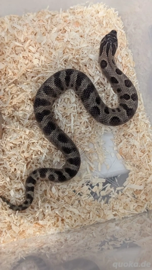 Heterodon nasicus Sable Conda het Axanthic   Stormcloud 