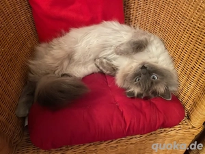 Neva Masquarade Deckkater Blue Point