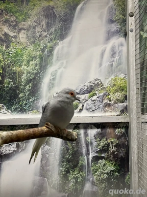 Diamanttäubchen Männchen