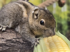 Chinesische Baumstreifenhörnchen (Tamiops swinhoei)