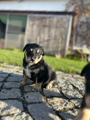 Appenzeller Mischlingshunde zu verkaufen 