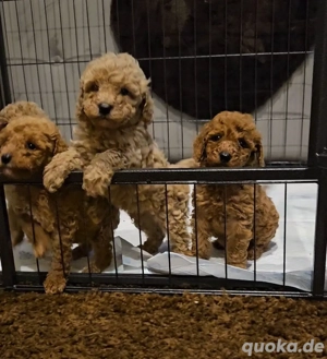 Süße Maltipoo-Welpen