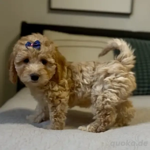 Süße Maltipoo-Welpen