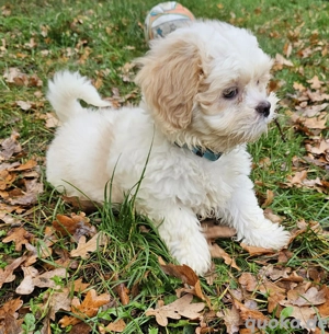 Zwei zauberhafte Havaneser   Shih Tzu Welpen suchen ab sofort ihr Zuhause!