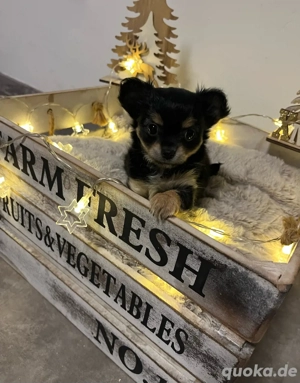 chihuahua welpe Bild 4