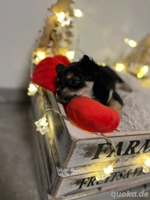 chihuahua welpe Bild 2