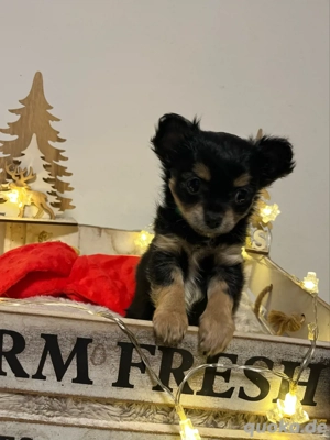 chihuahua welpe Bild 3